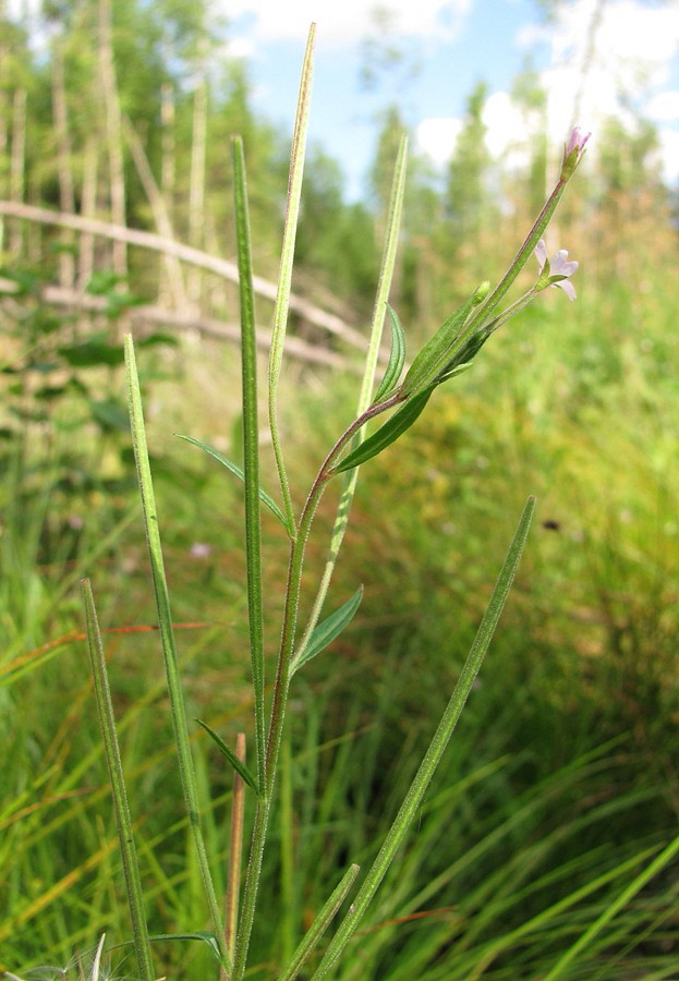 Image of Epilobium palustre specimen.