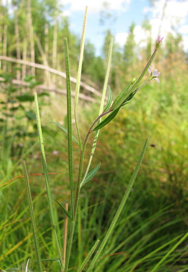 Изображение особи Epilobium palustre.