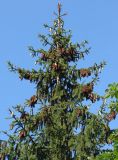 genus Picea. Верхушка растения с шишками. Самара, Ботанический сад СамГУ. 05.08.2008.