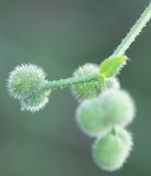 Galium aparine