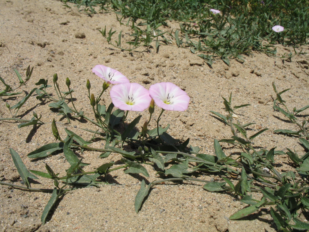 Image of Convolvulus arvensis specimen.