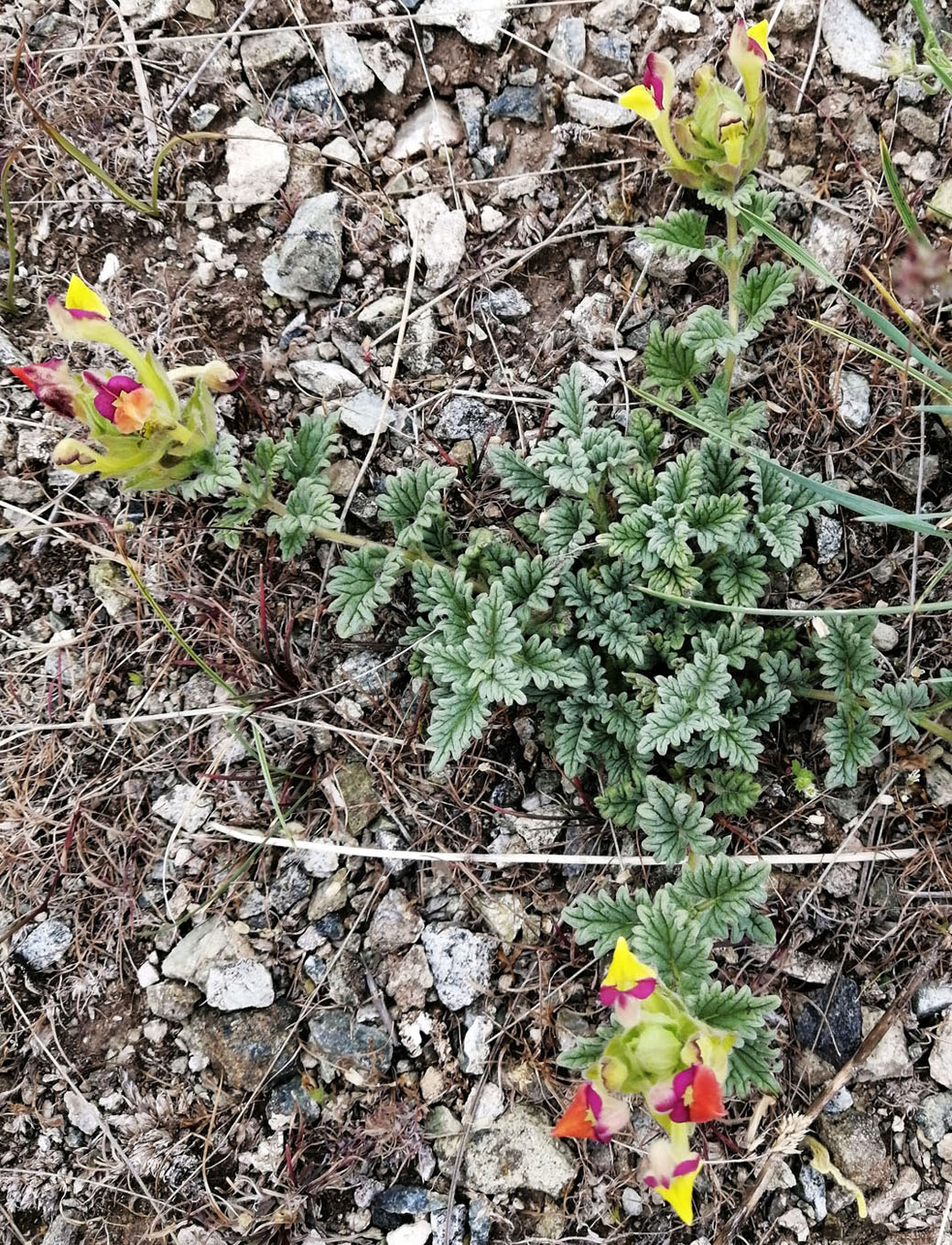 Изображение особи Scutellaria titovii.