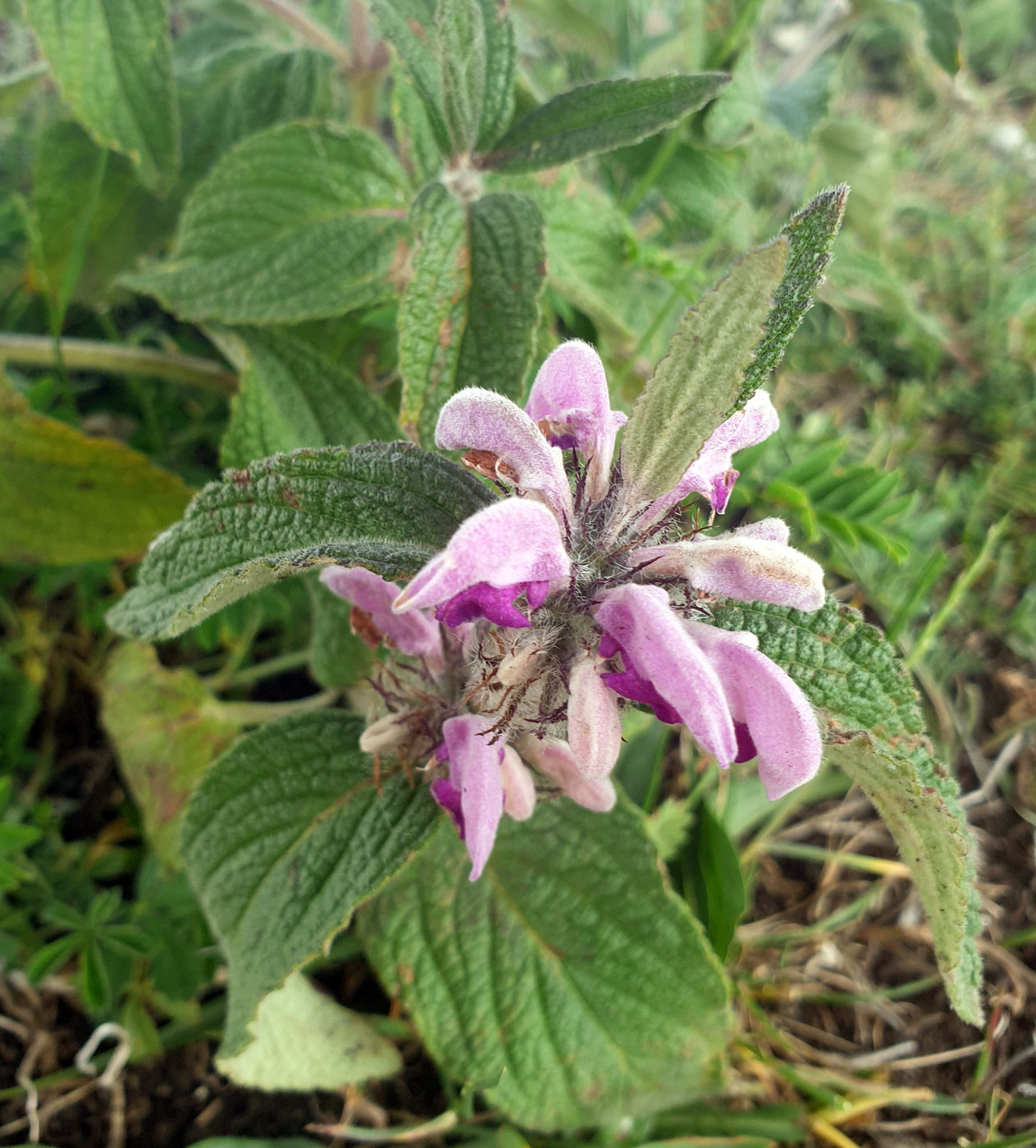 Image of Phlomis taurica specimen.