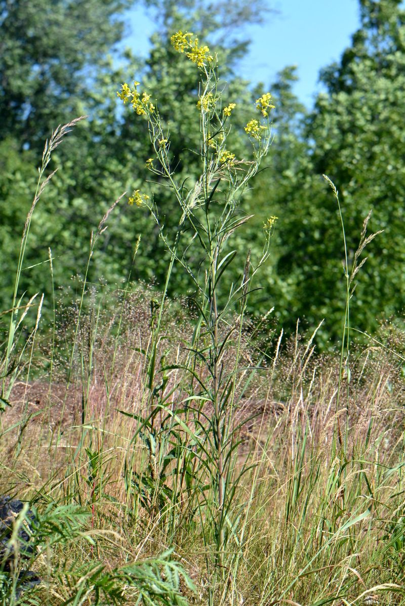 Image of Erysimum canescens specimen.