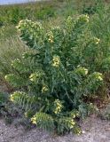 Hyoscyamus niger. Цветущее и плодоносящее растение. Воронежская обл., Лискинский р-н, музей-заповедник \"Дивногорье\", разнотравная степь. 01.06.2019.