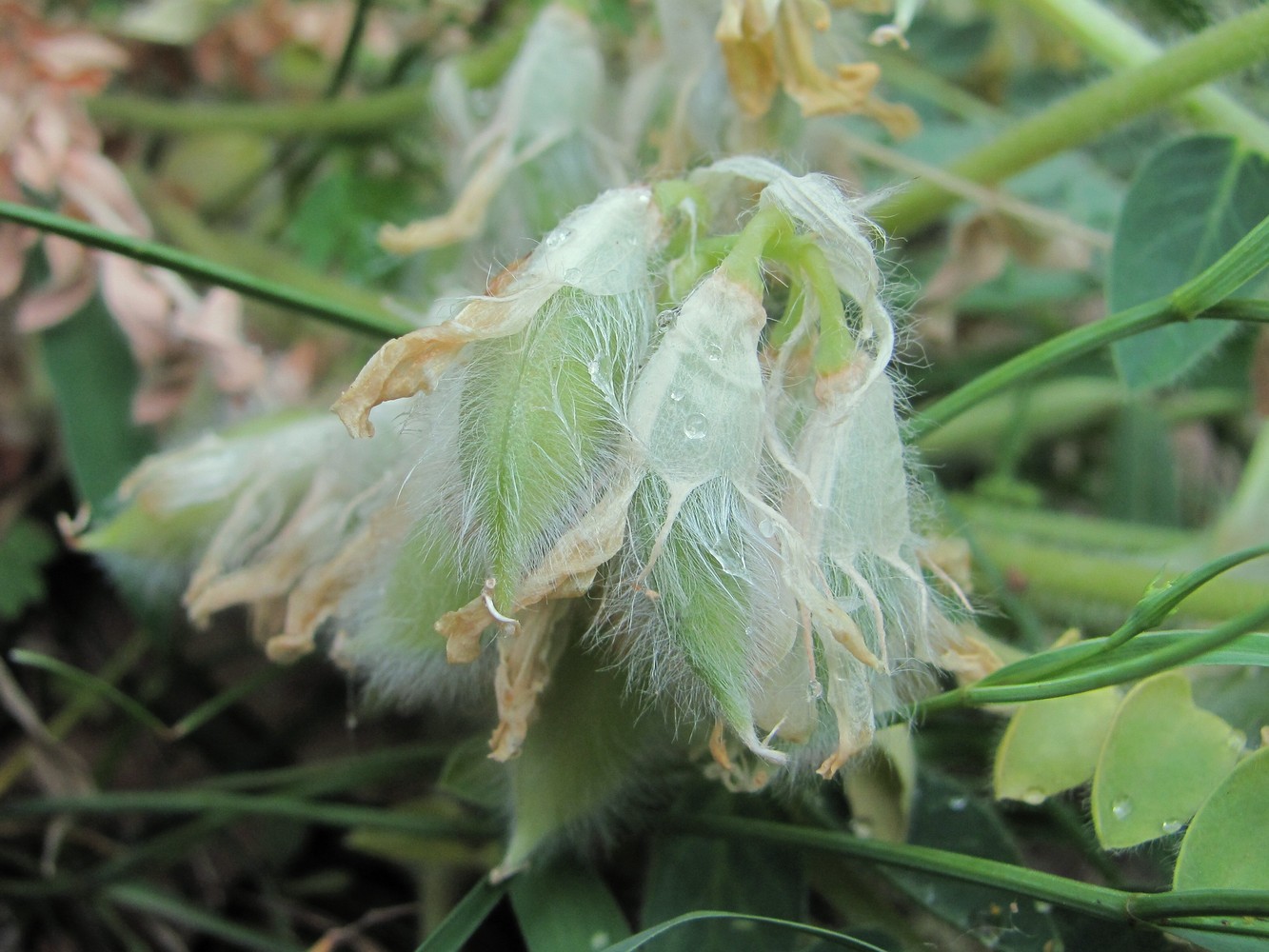 Изображение особи Astragalus polyphyllus.