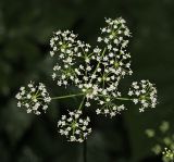 Image of taxon representative. Author is Вера Волкотруб