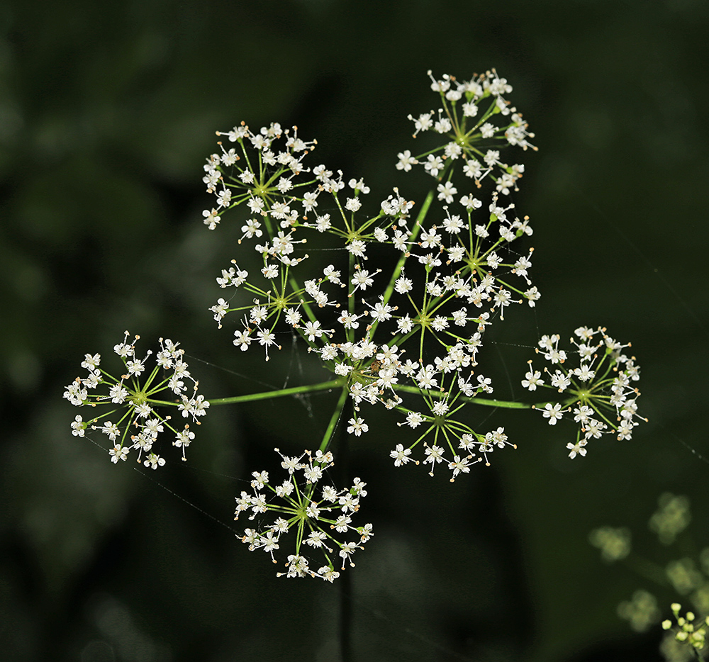 Изображение особи Spuriopimpinella calycina.