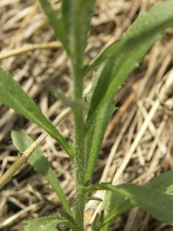 Изображение особи Clausia agideliensis.