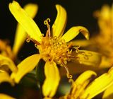 Ligularia jaluensis