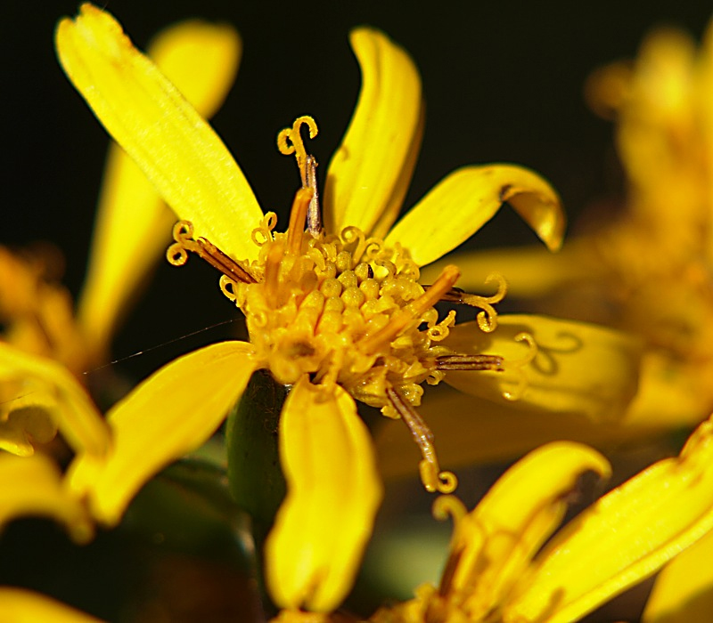 Изображение особи Ligularia jaluensis.