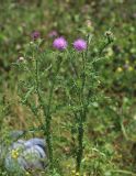 Carduus acanthoides. Верхушка цветущего растения. Приморский край, Партизанский городской округ, ст. Тигровый, на железной дороге. 01.08.2020.