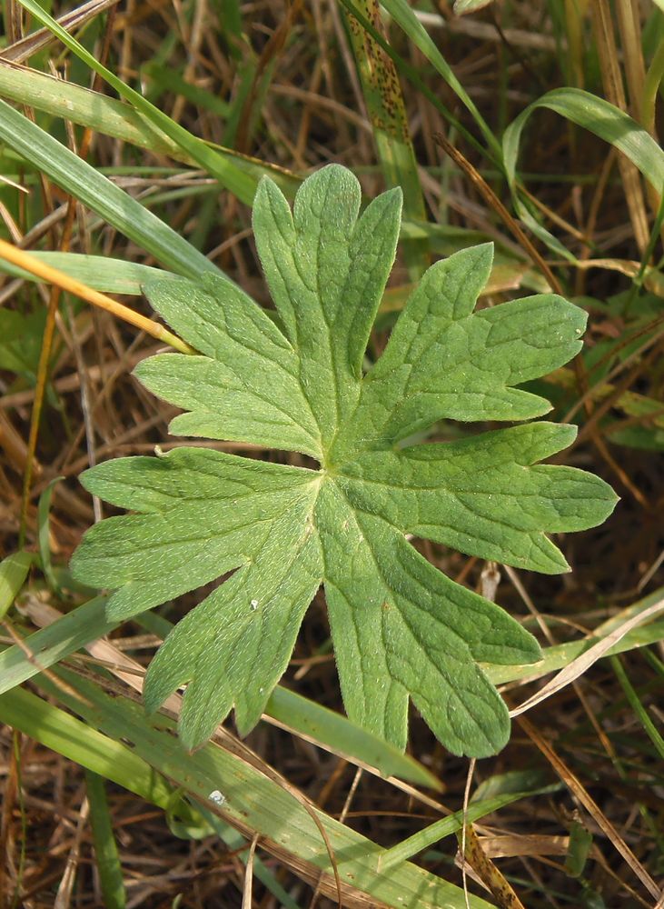 Image of Geranium collinum specimen.