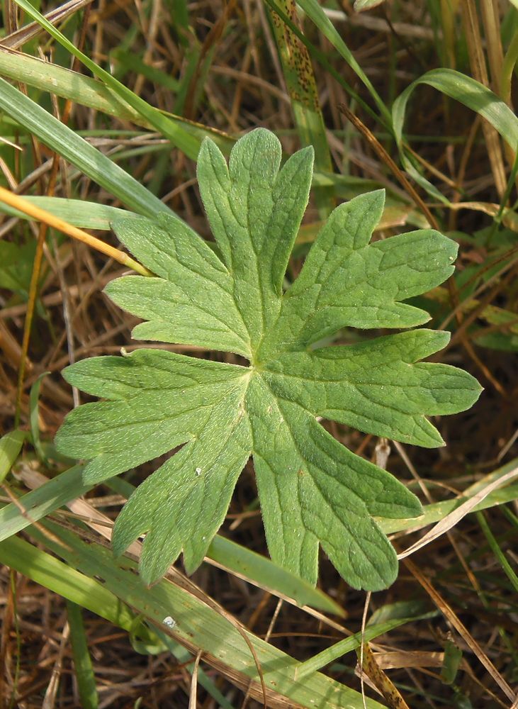 Изображение особи Geranium collinum.