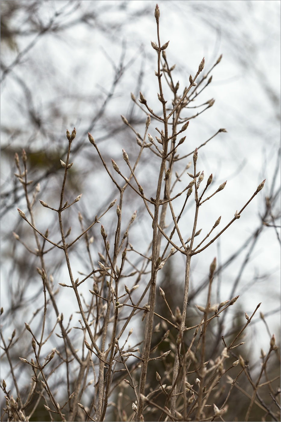 Изображение особи Lonicera xylosteum.