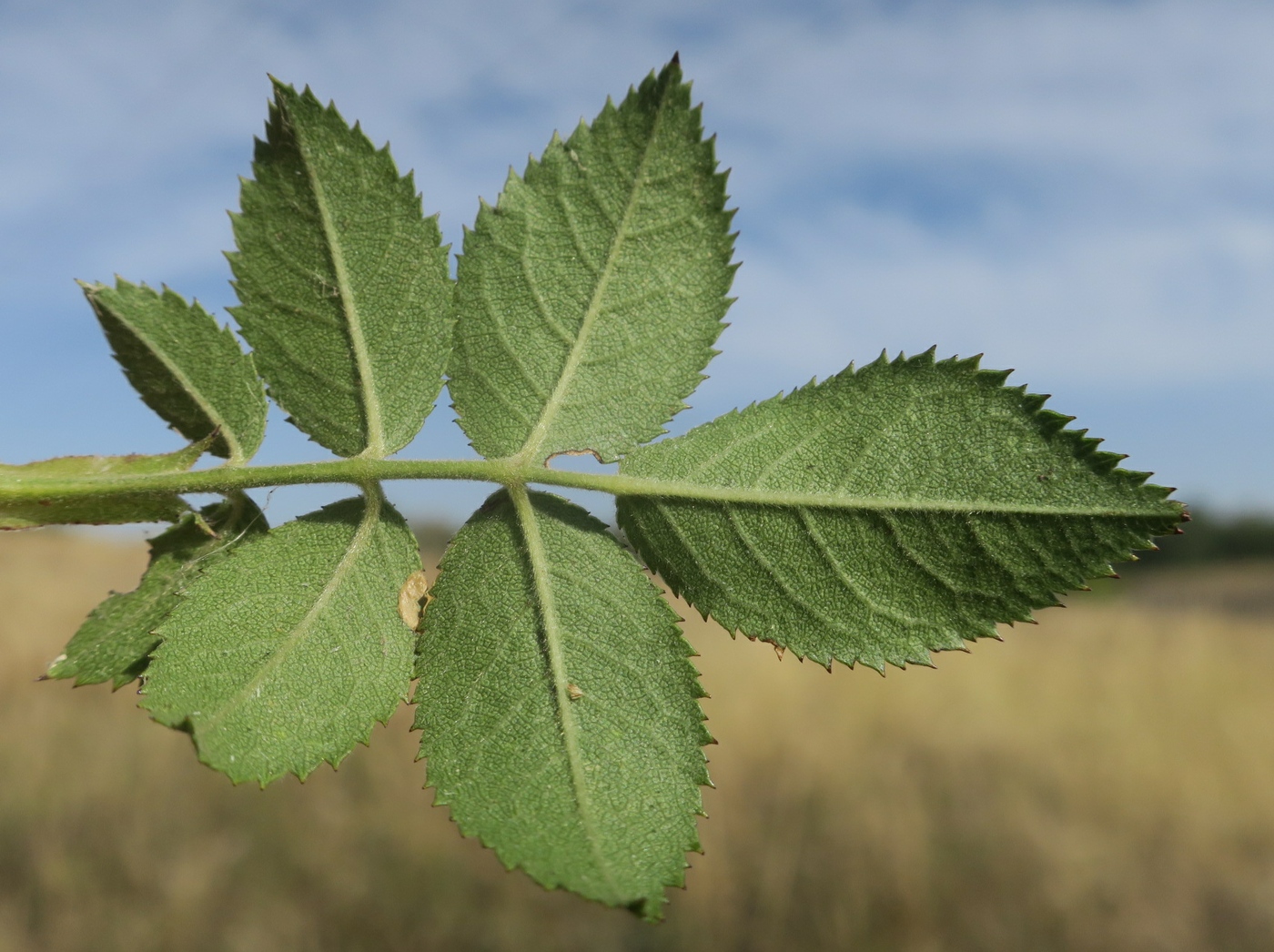 Image of Rosa schmalhauseniana specimen.