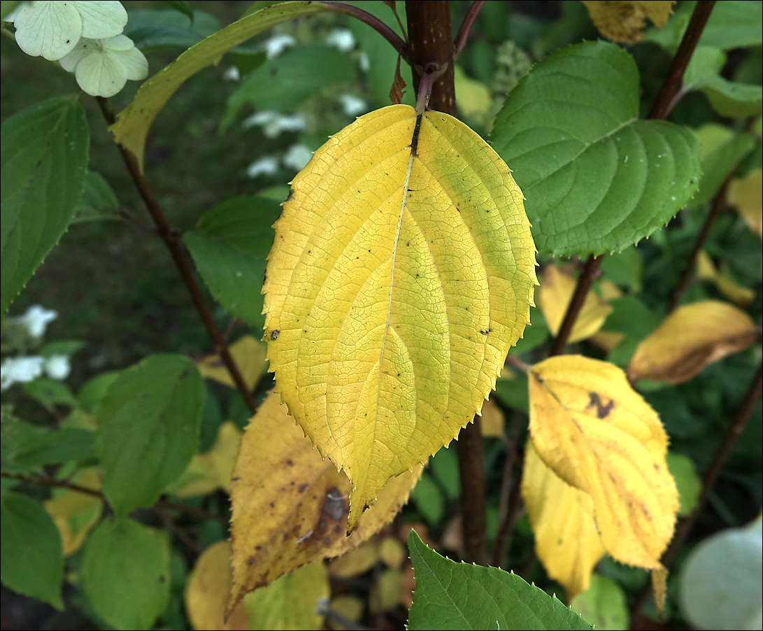 Изображение особи Hydrangea paniculata.