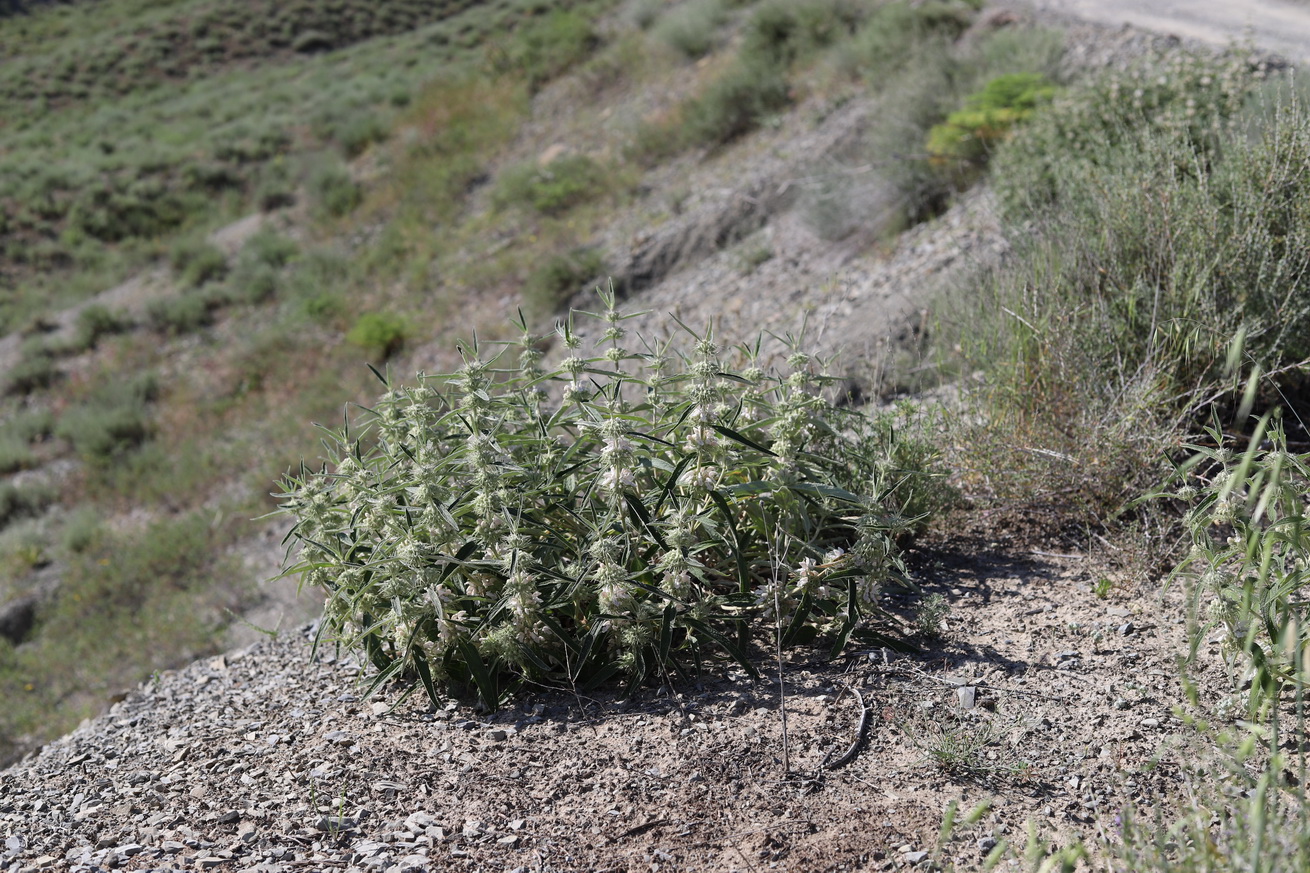 Image of Phlomis cancellata specimen.