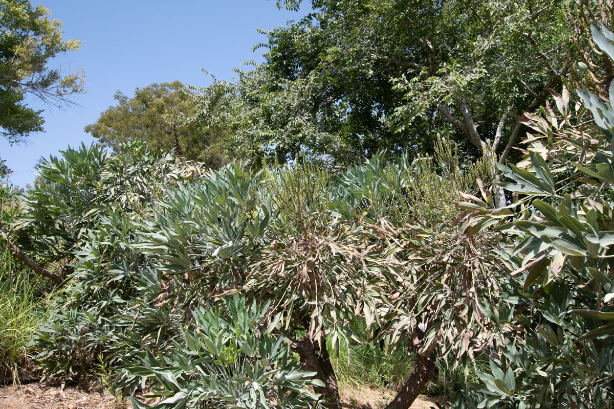 Image of Cussonia paniculata specimen.