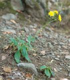 род Hieracium. Цветущее растение. Южный Берег Крыма, сев.-вост. склон горы Аю-Даг, дубовый лес. 06.08.2019.