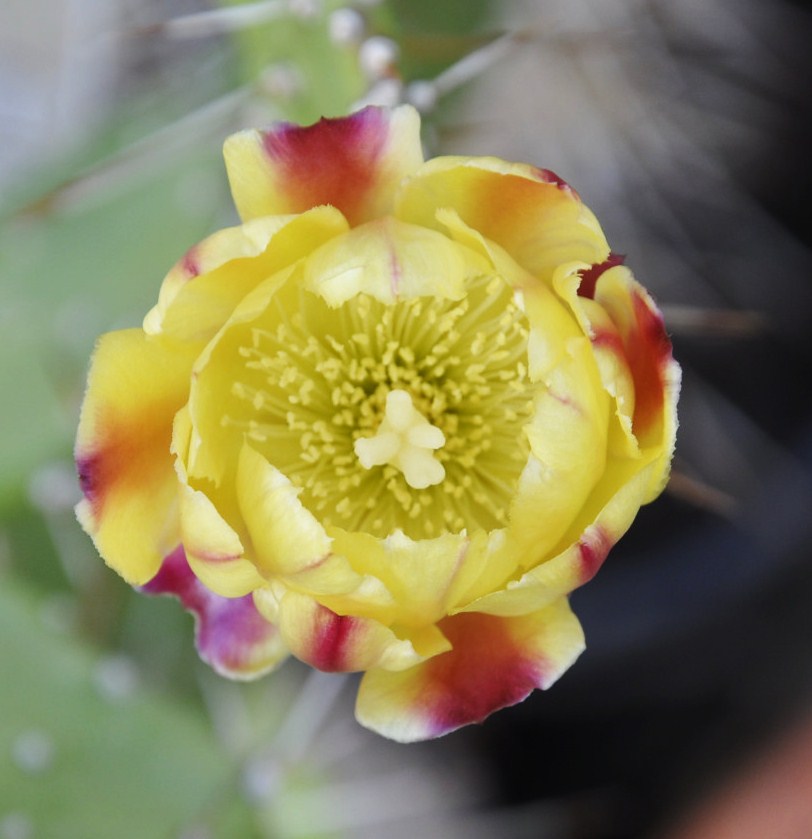 Изображение особи Opuntia monocantha.