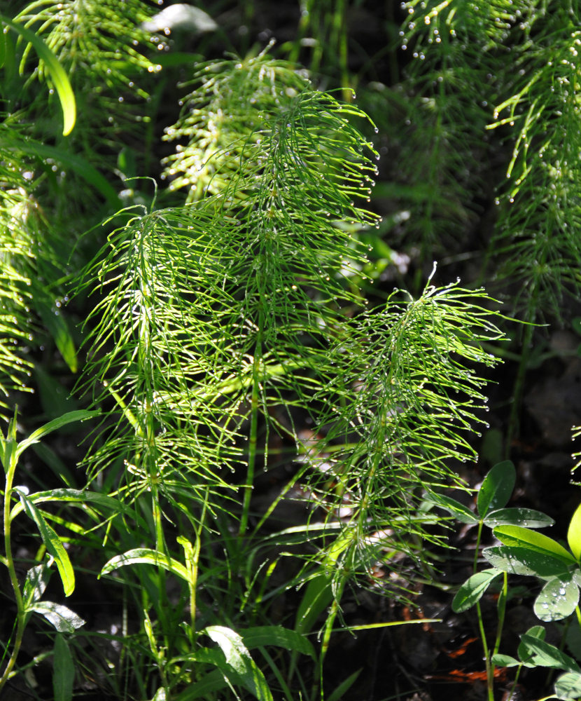 Изображение особи Equisetum pratense.