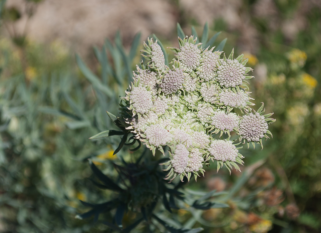 Image of Seseli gummiferum specimen.