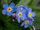 Myosotis palustris. Цветки. Московская обл., Дмитровский р-н, окр. пос. Вербилки, пойма р. Якоть, влажная поляна в смешанном лесу (с преобладанием сосны, берёзы и ели). 06.10.2020.