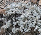 Stachys stschegleewii