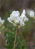 Oxytropis sordida. Соцветие. Карелия, Заонежье, мыс Клим Нос, крутой берег озера, разреженный сосняк. 06.06.2020.