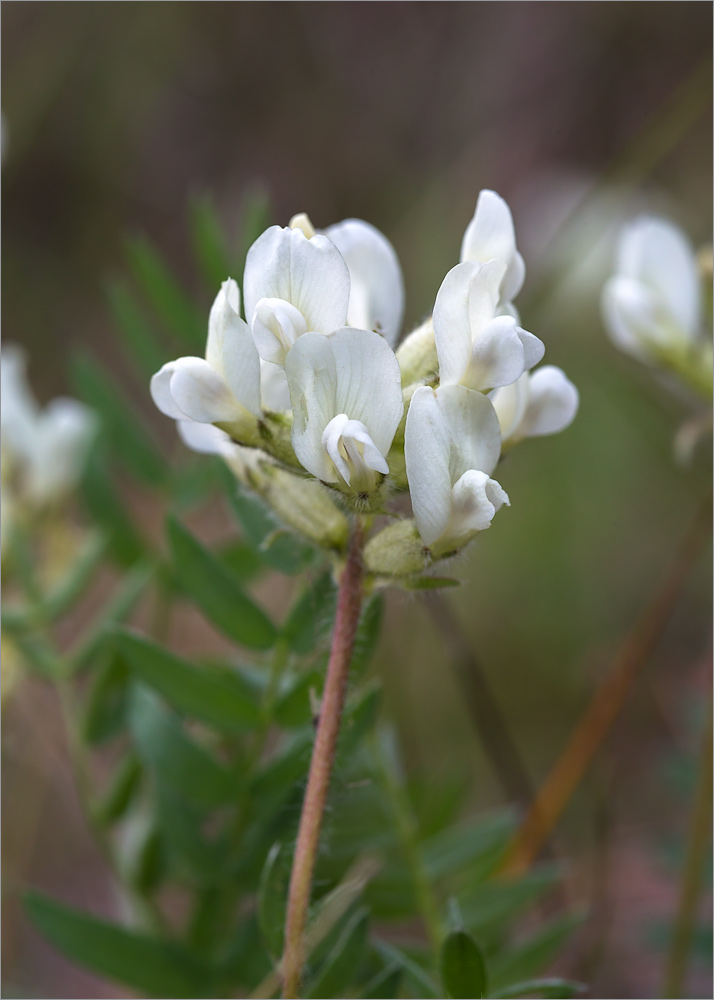 Изображение особи Oxytropis sordida.