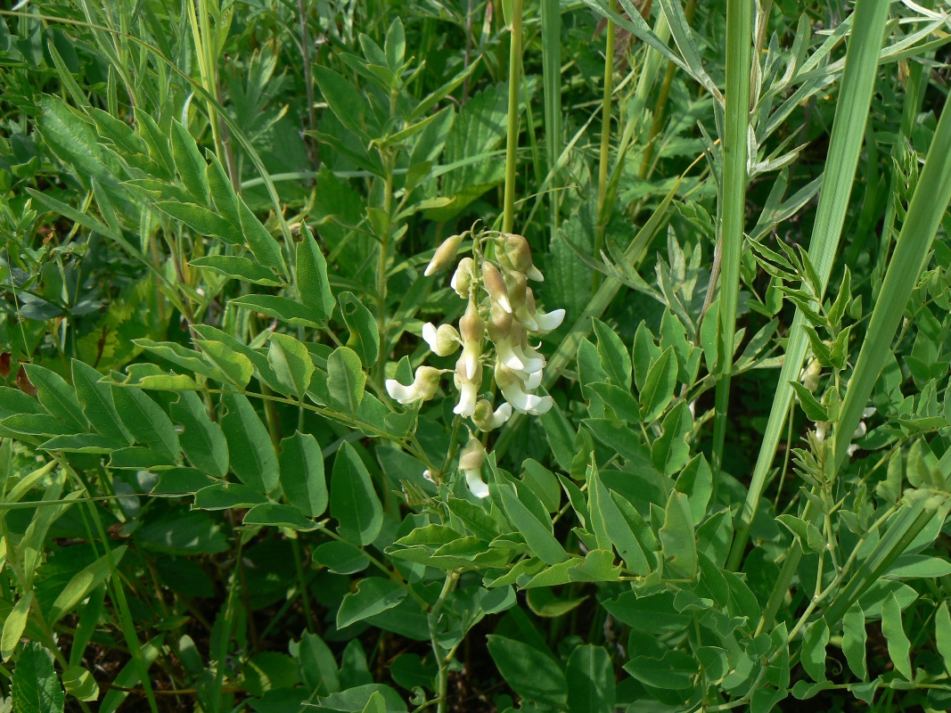 Изображение особи Sophora flavescens.