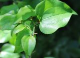 Smilax excelsa