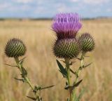 Cirsium serrulatum