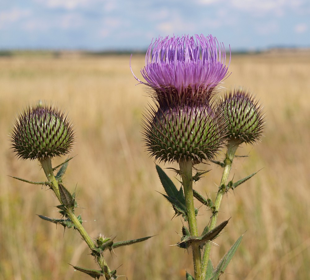 Изображение особи Cirsium serrulatum.