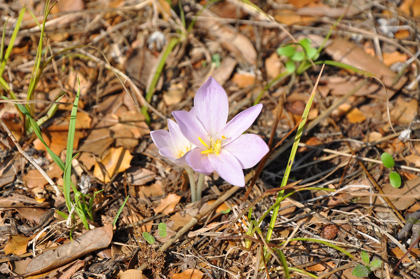 Изображение особи Colchicum haynaldii.