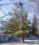 Pinus strobus. Зимующее растение с 12-ю грачиными гнёздами на верхушке. Тверская обл., г. Тверь, Заволжский р-н, ул. Дорошиха, сквер, в озеленении. 21 марта 2021 г.