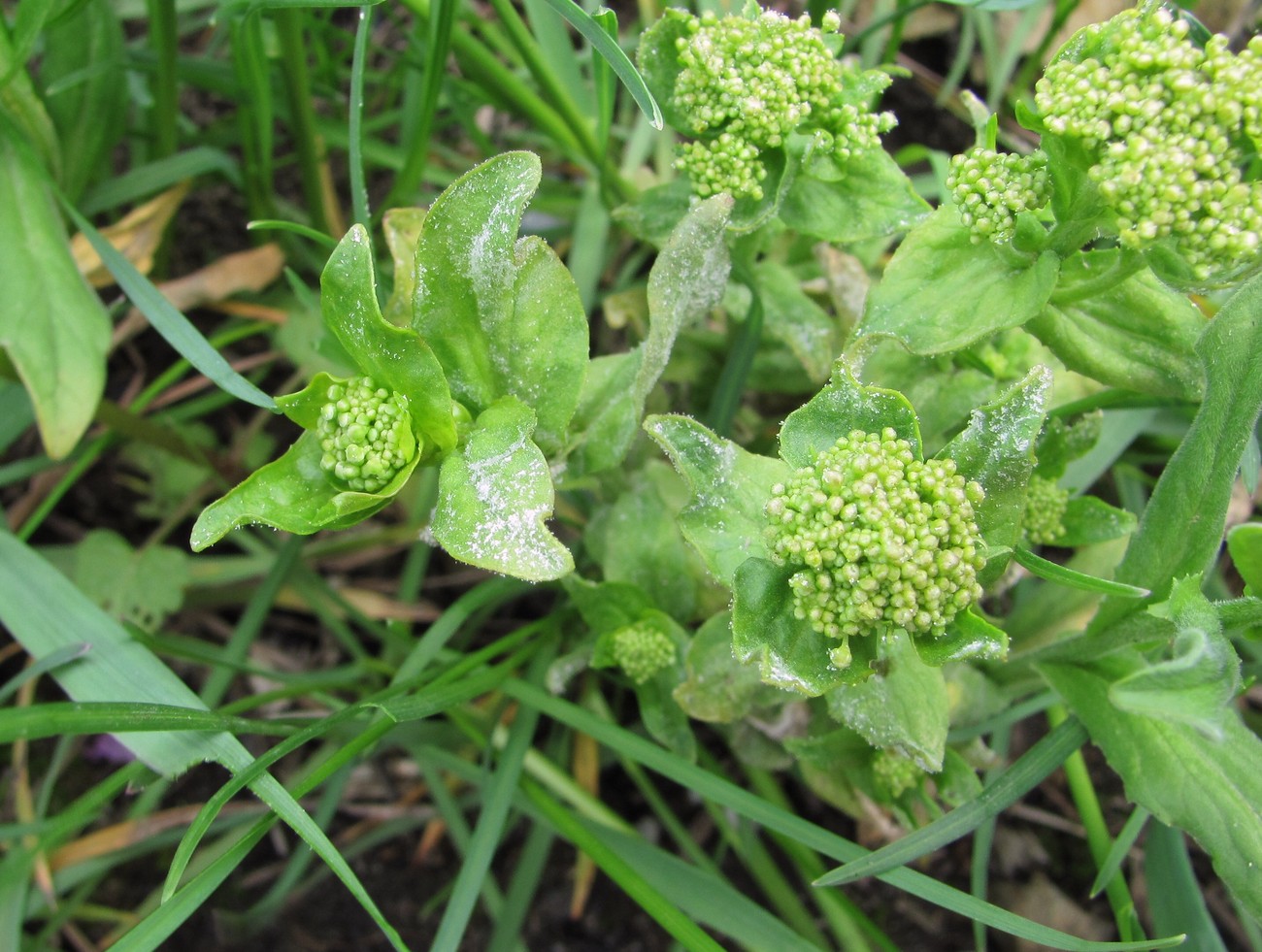 Image of Cardaria draba specimen.