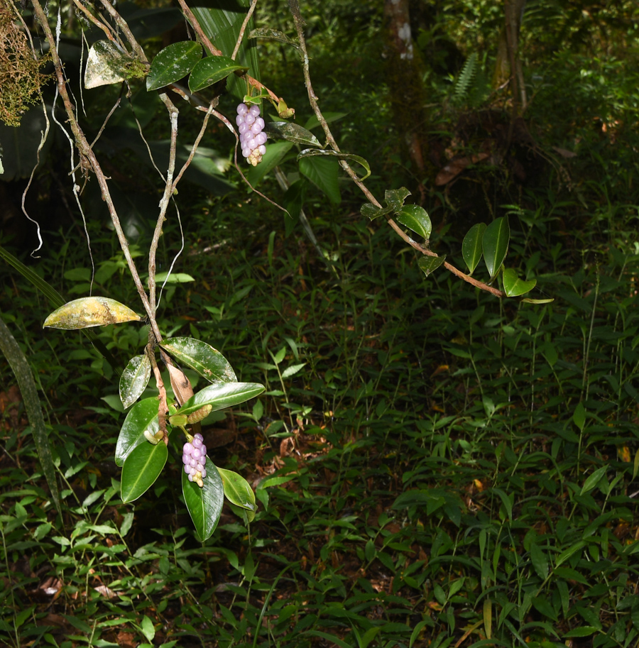 Изображение особи Anthurium scandens.