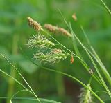 Carex arnellii. Верхушка цветущего растения с пестичными (внизу) и отцветающими тычиночными соцветиями. Ульяновская обл., г. Димитровград, дубрава в пойме р. Бол. Черемшан, городской лесопарк. 14.05.2021.