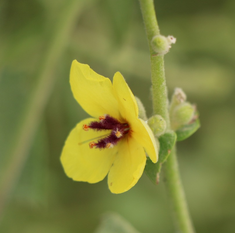 Изображение особи Verbascum paniculatum.