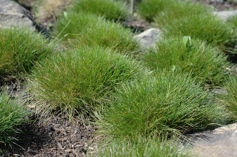 Изображение особи Festuca scoparia.