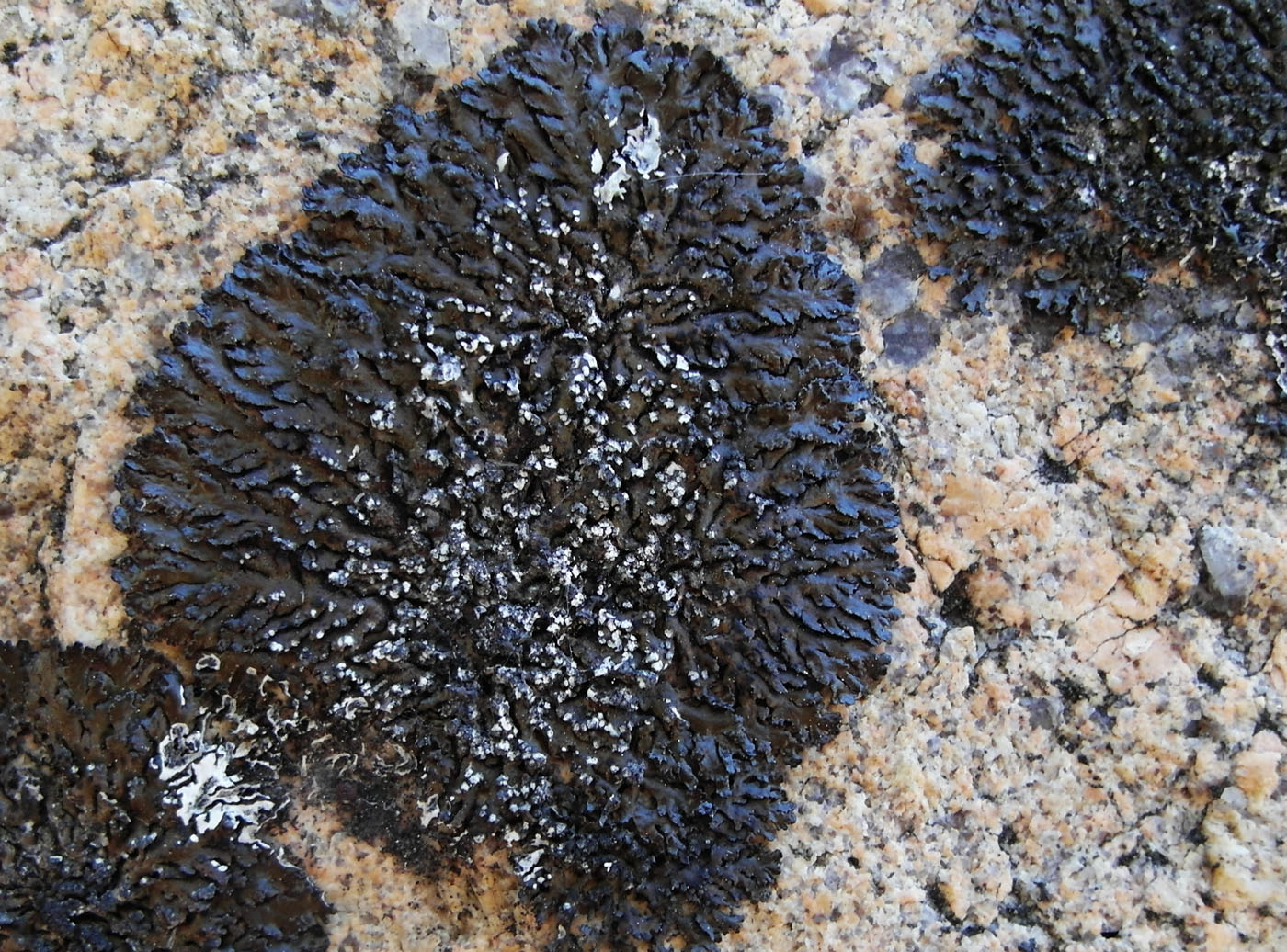 Image of Melanelia tominii specimen.