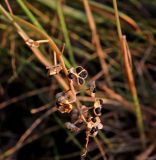 Hyacinthella leucophaea