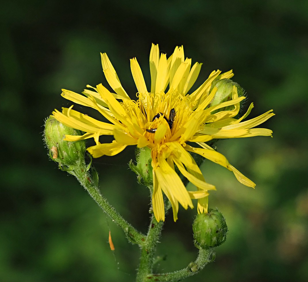 Изображение особи Crepis sibirica.