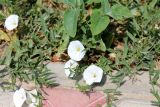 Convolvulus arvensis. Побеги с цветками. Казахстан, г. Актау, на газоне. 22 июня 2021 г.