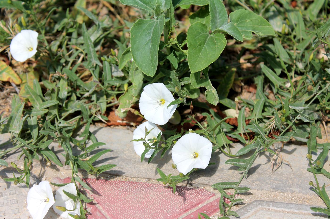 Изображение особи Convolvulus arvensis.