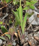 Silene obscura