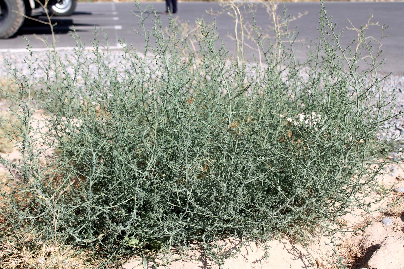 Image of Salsola tragus specimen.