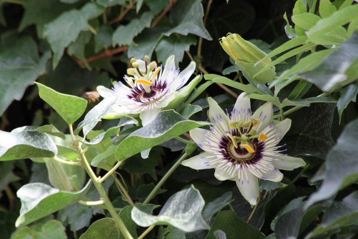 Изображение особи Passiflora caerulea.